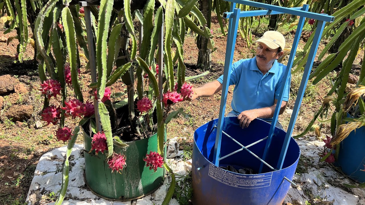 ഡ്രമ്മിൽ നിറയെ Dragon fruit കായ്ക്കാൻ ഇങ്ങനെ ചെയ്താൽ മതി