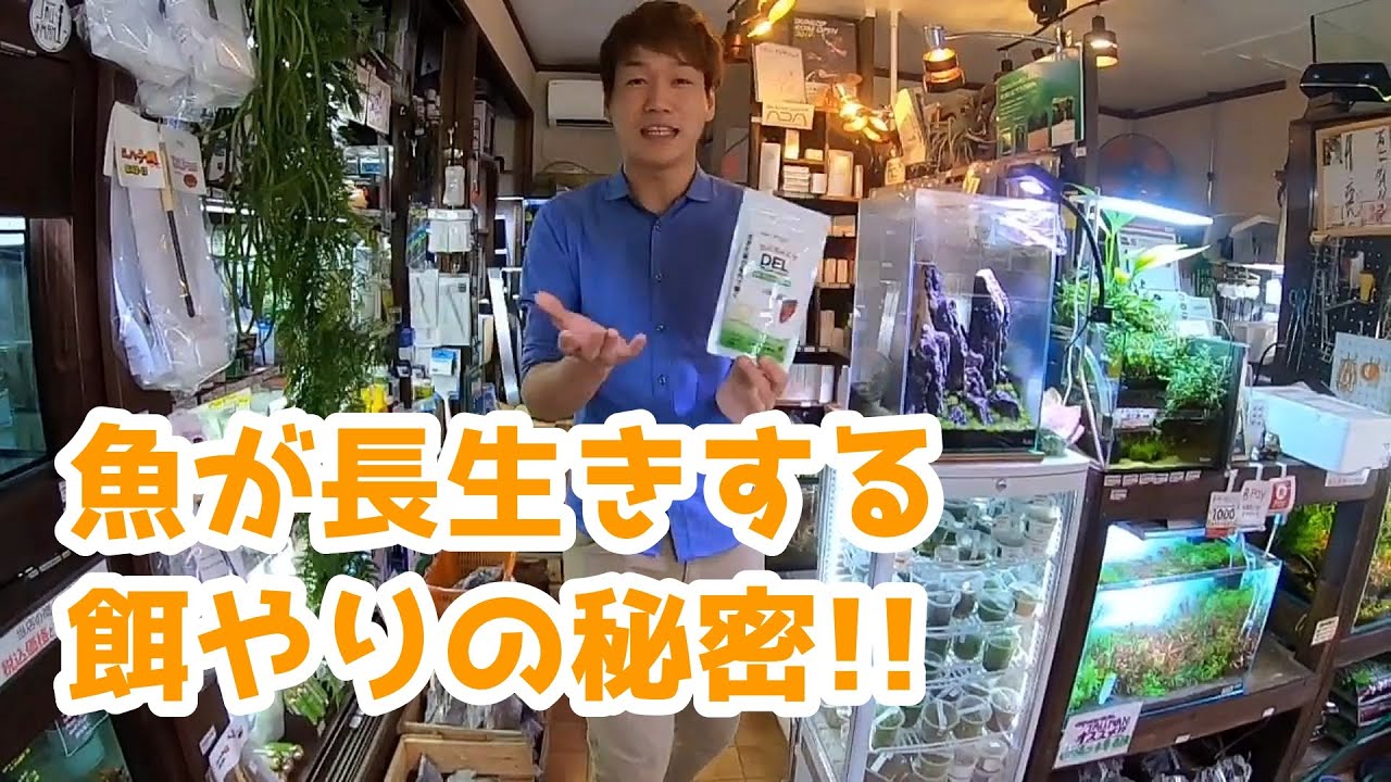 熱帯魚の餌やりについてさすがプロと唸らせるコツを伝授する山田氏【トールマンTV切り抜き】