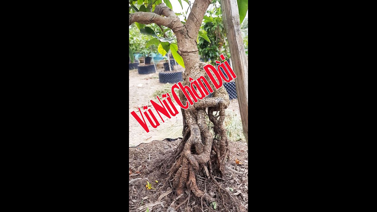 Mai Vũ Nữ Ch&acirc;n D&agrave;i || C&acirc;y Cảnh S&oacute;c Trăng