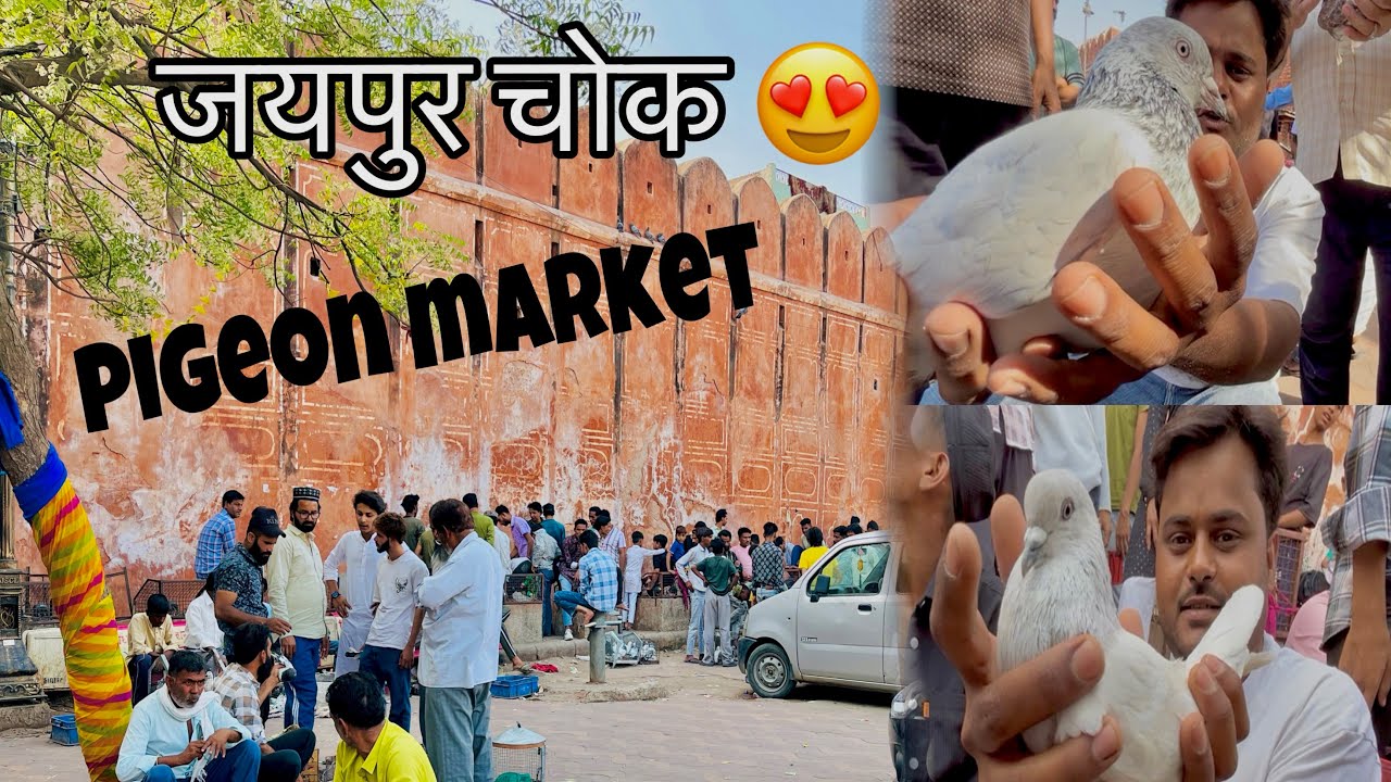 Jaipur chok pigeon market 😍