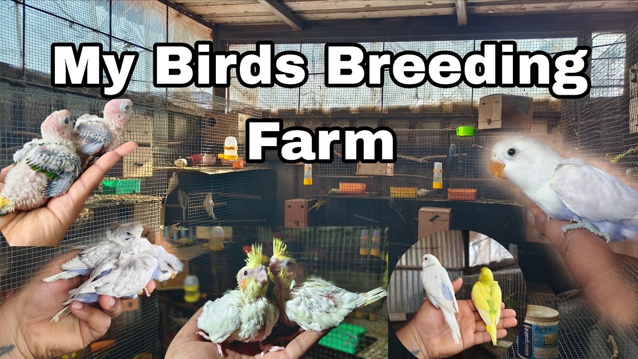 My Birds Farm | Love birds breeding| Swamy Aviary 