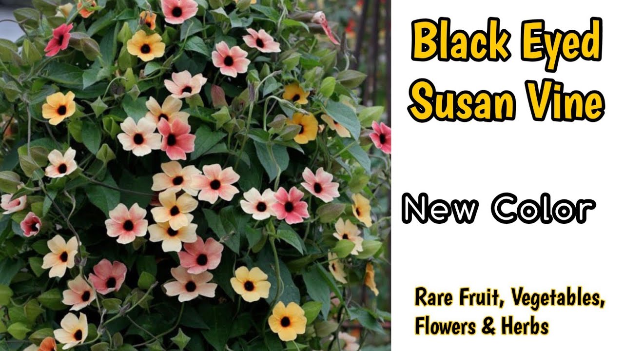 Black Eyed Susan Vine From Seed | Black Eyed Susan Vine Care |Unique Varieties Revealed |Rare Garden