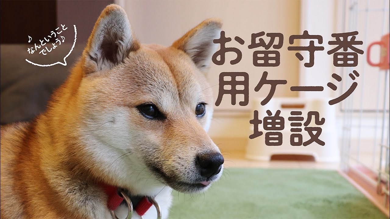 こまめ お留守番用のケージを増設♪［柴犬 1歳］★犬 悪さ対策