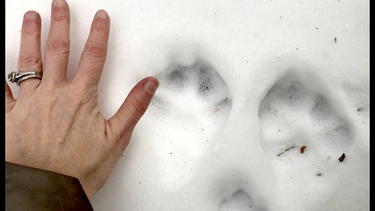 Bobcat in our Backyard? Animal Tracks to Identify!