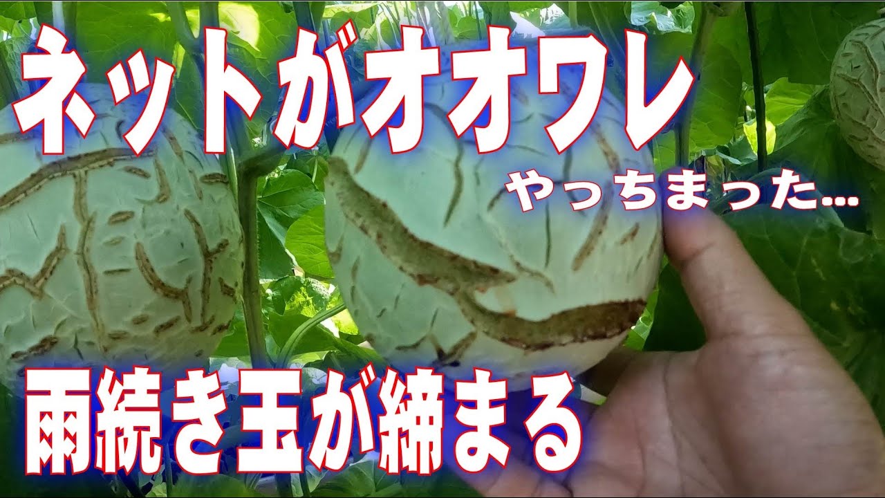 マスクメロンのネットがオオワレしました　メロンの育て方　grow melons
