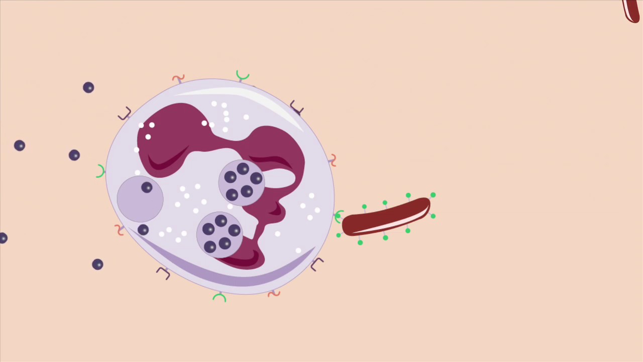 L'immunit&eacute; inn&eacute;e: la r&eacute;action inflammatoire