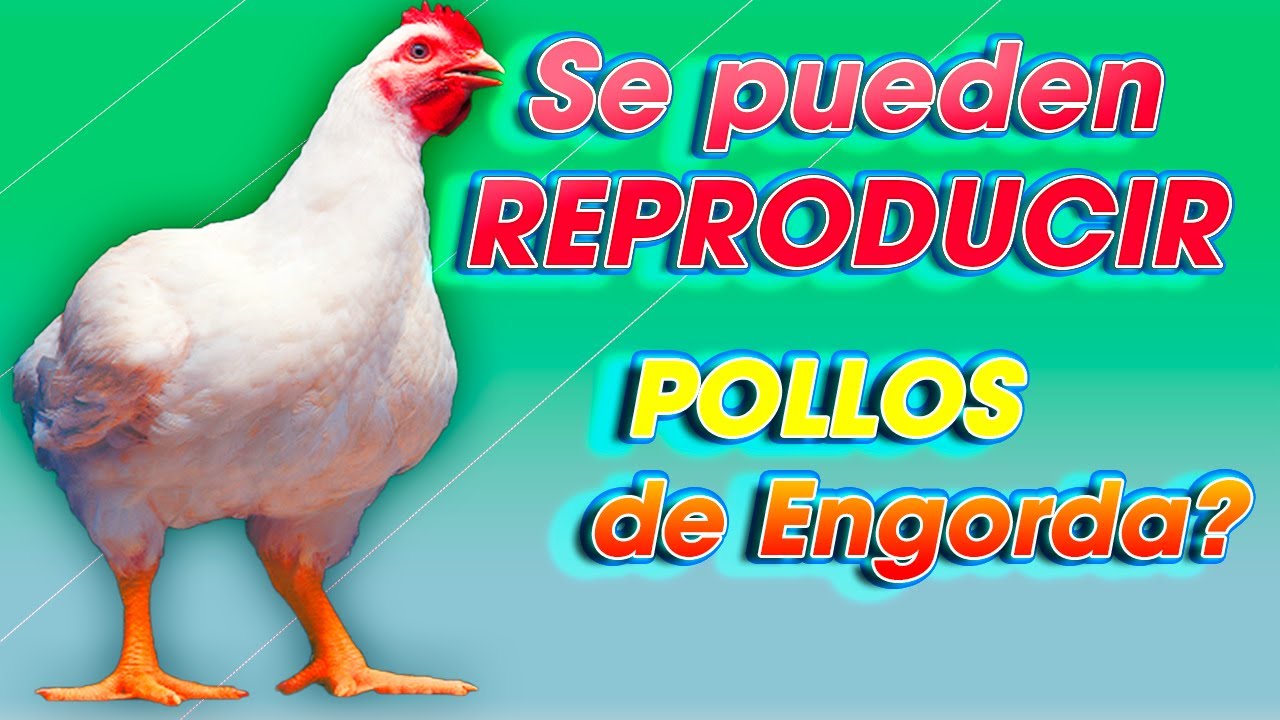 Los POLLOS NO PUEDEN REPRODUCIRSE en CASA ǀ Ing.  Jannin Hernández Blandón MSc.