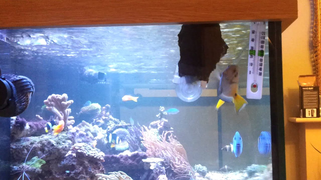 Tangs feeding