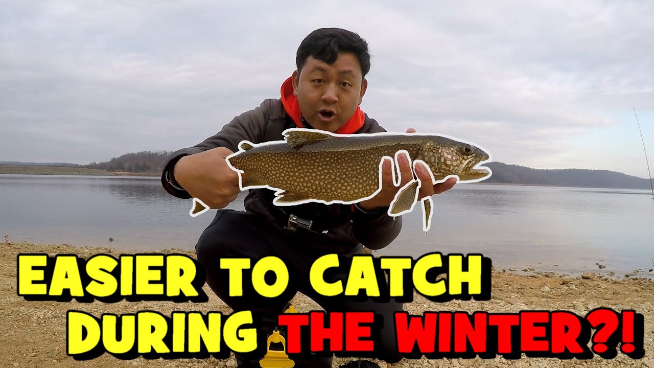 This Species is EASIER to CATCH FROM SHORE During the WINTER!