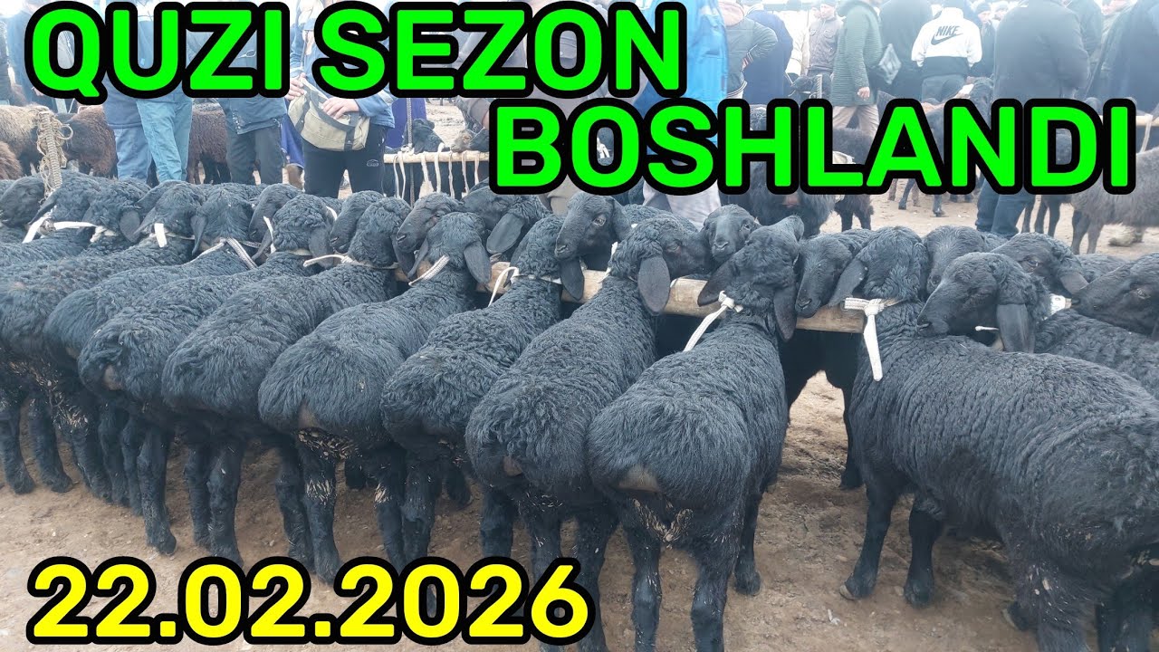 22.02.2026 QUZI SEZON BOSHLANDI QARSHI KARVON MOL BOZORIDA 