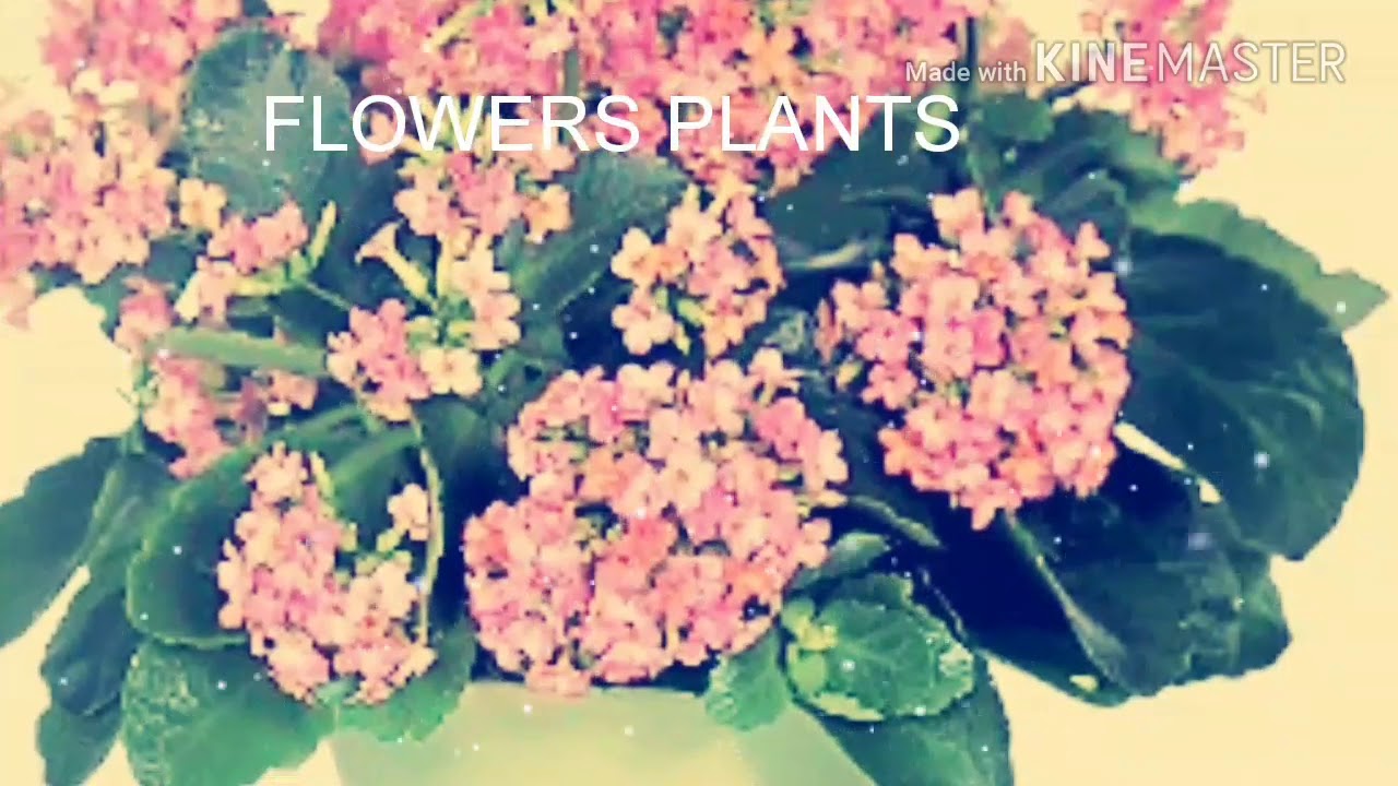 New variety plants av green indore plants seller official video