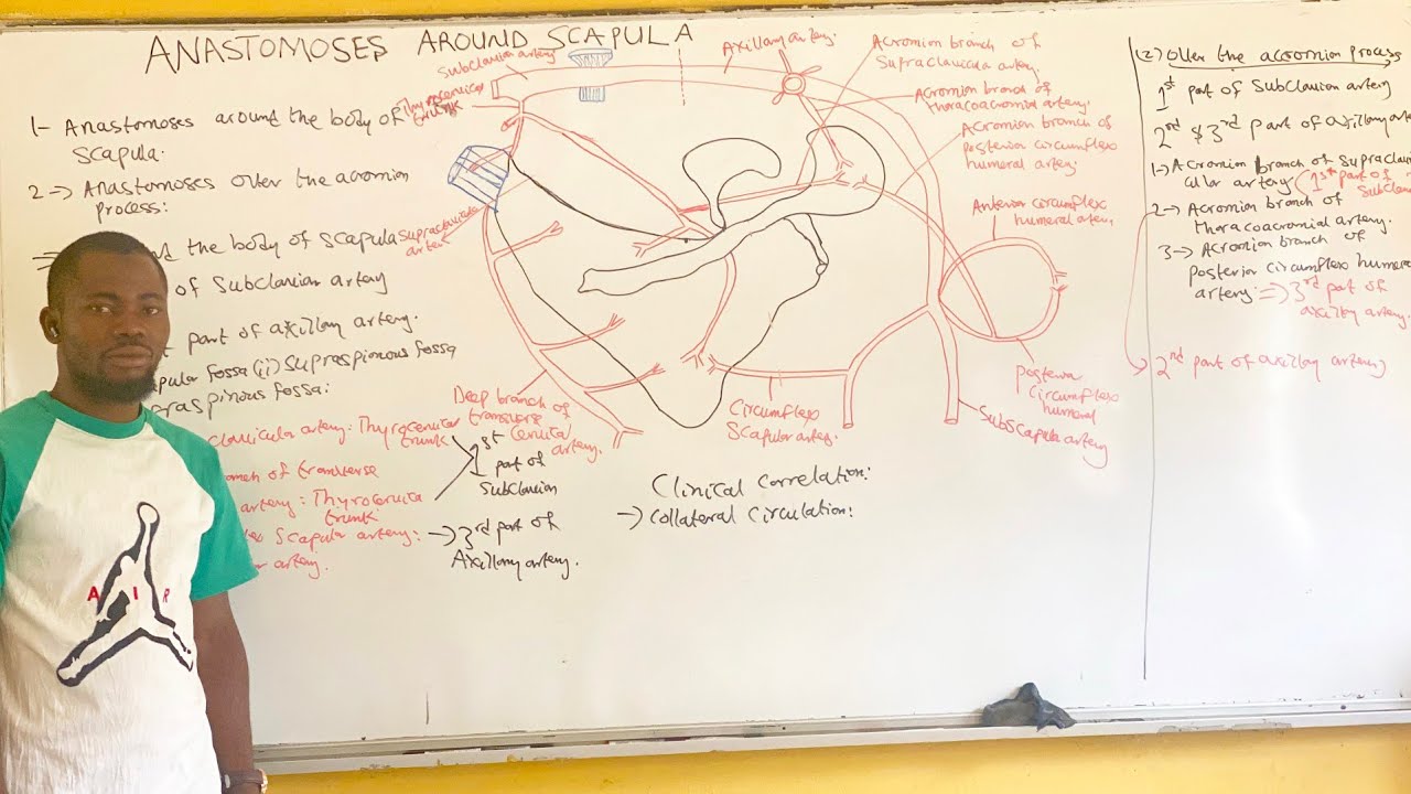 Arterial Anastomosis Around the Scapula | Must Know for Anatomy Exams