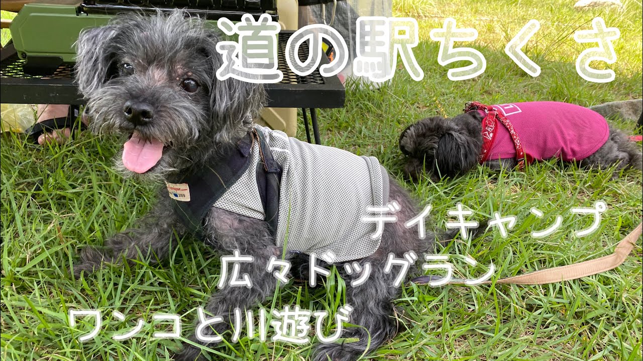 道の駅ちくさで愛犬たちとデイキャンプ！広々ドッグランと川遊び 兵庫県