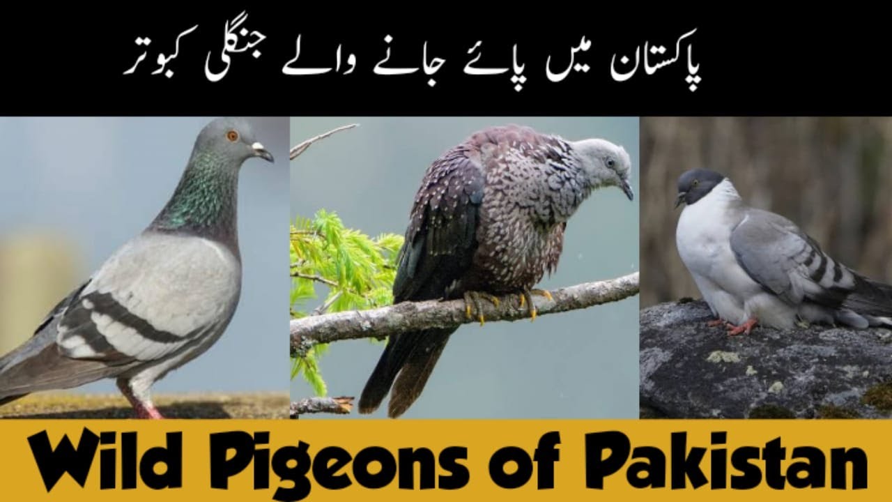 Wild Pigeons of Pakistan | Blue Rock Pigeon - Hill Pigeon - Snow Pigeon etc | Wildlife of Pakistan