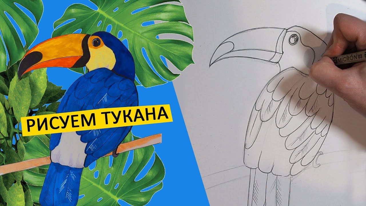 КАК НАРИСОВАТЬ ТУКАНА, ПО СХЕМЕ