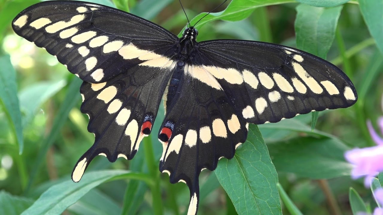 First Flight of an Eastern Giant Swallowtail  (Papilio cresphontes)