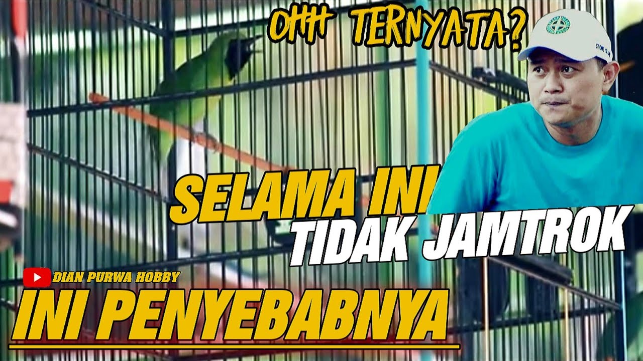 BIKIN JAMTROK❗SELAMA INI CUCAK IJO SUSAH JAMTROK INI PENYEBABNYA || KICAUMANIA