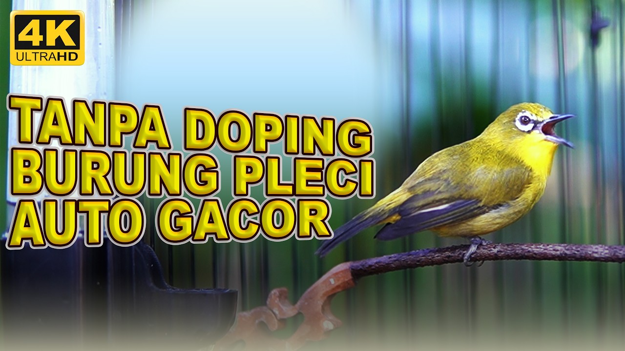 TERAPI KOLONI BURUNG PLECI MACET BUNYI | MASTERAN PLECI BAHAN AUTO GACOR BERJAMAAH #2