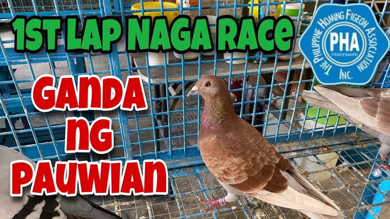 1ST LAP NAGA RACE, PUMUSTA SA POOLING SI JJBK, MAKAUWI KAYA? |Reggie Cruz Loft & Aviary #NAGARACE