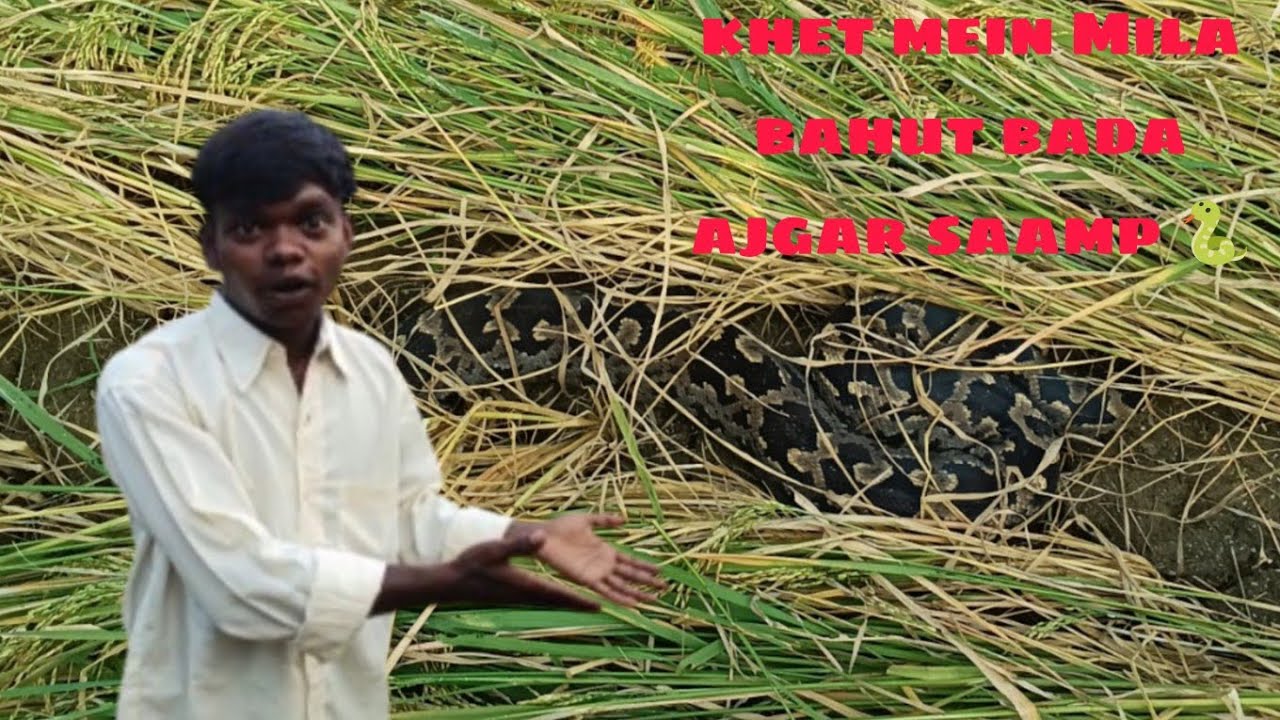 Khet mein Mila bahut bada ajgar saamp 🐍😱