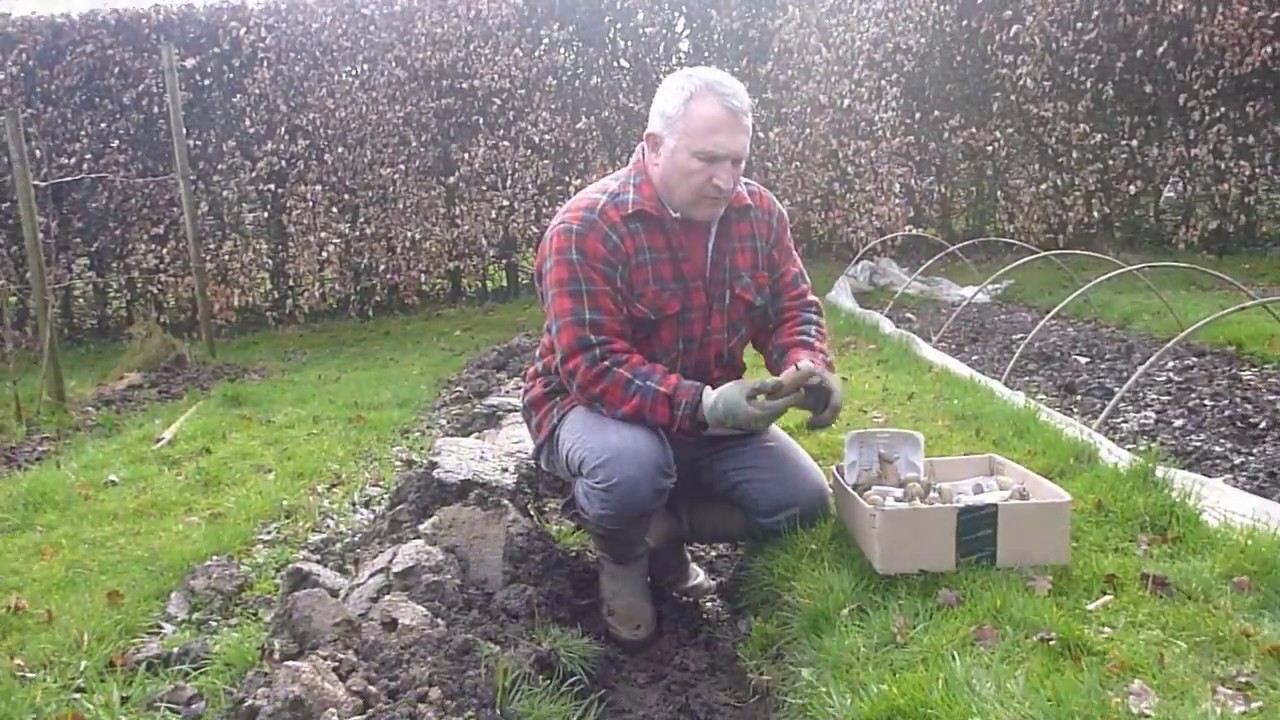 Gardening - How to plant potatoes successfully in clay soil