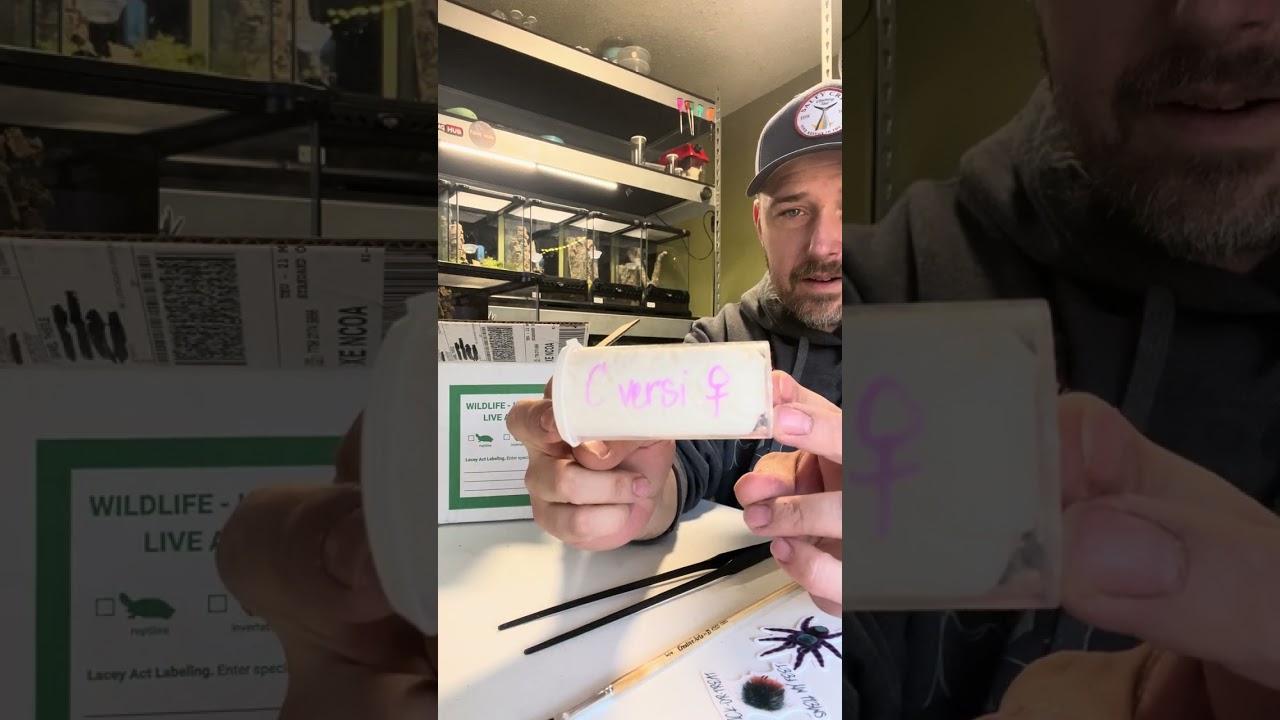 Caribena versicolor from fanghub tarantulas unboxing