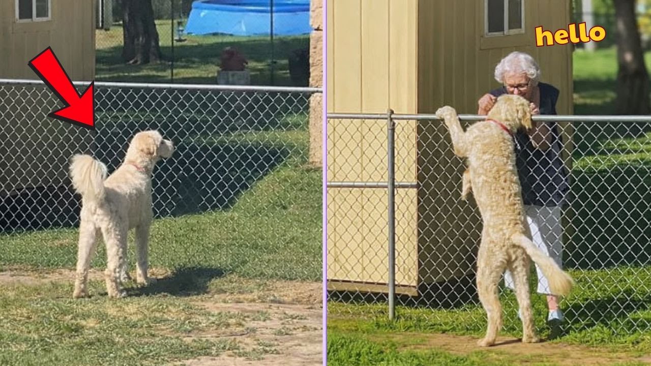 When your dog loves the neighbor more than YOU! 😭💔| Funny Animal & Human Moments