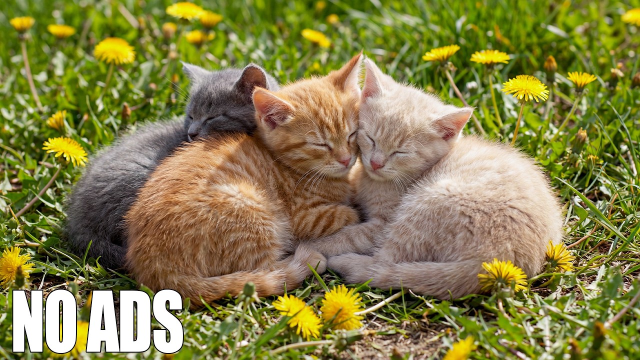 Нежная музыка для кошек 12 часов 🐈 Снижает стресс и дарит спокойный сон 🎹 Без рекламы