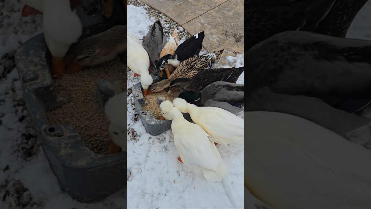 Morning duck feeding: all 9 showed up yelling for food 🦆 No geese today!