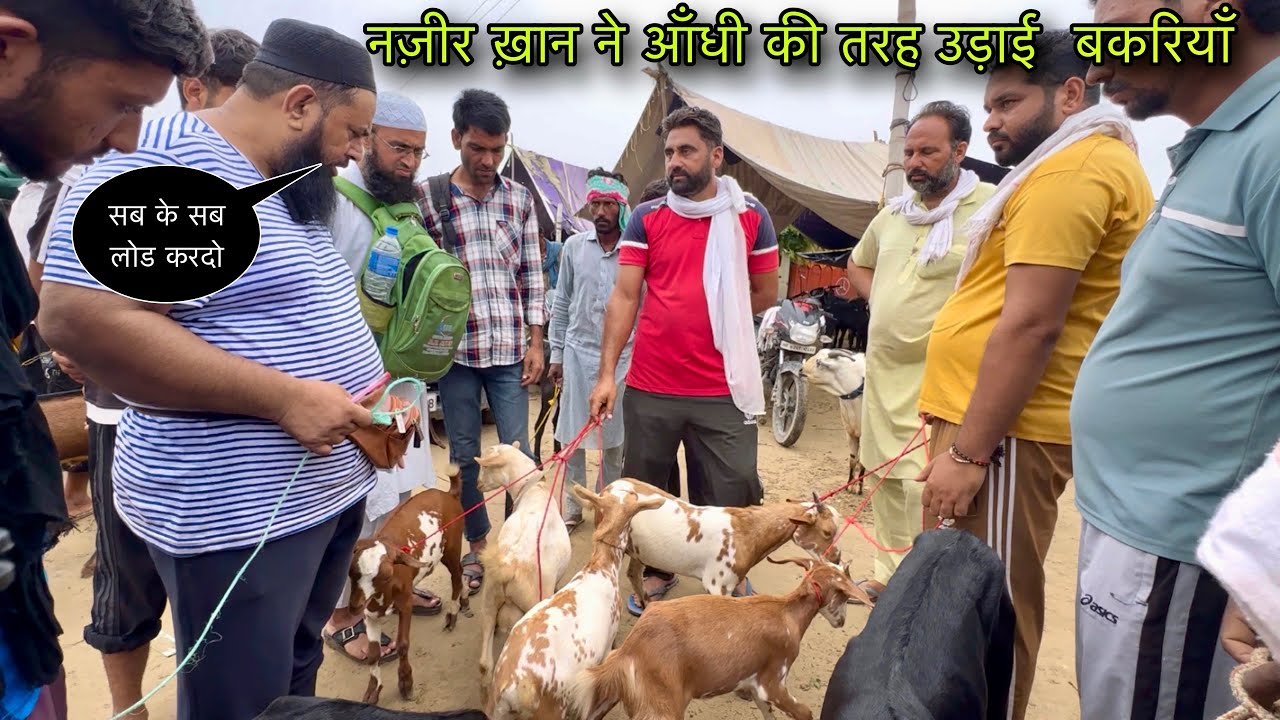 नज़ीर ख़ान ने आँधी की तरह उड़ाई  बकरियाँ #live_sauda Tungwali bakra mandi goat farming @farmingbaba