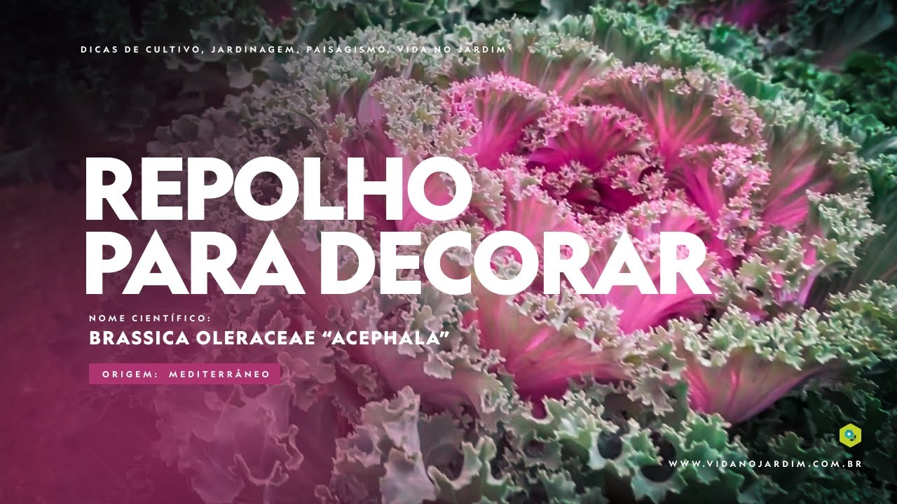 UM REPOLHO para DECORAR sua CASA e seu JARDIM
