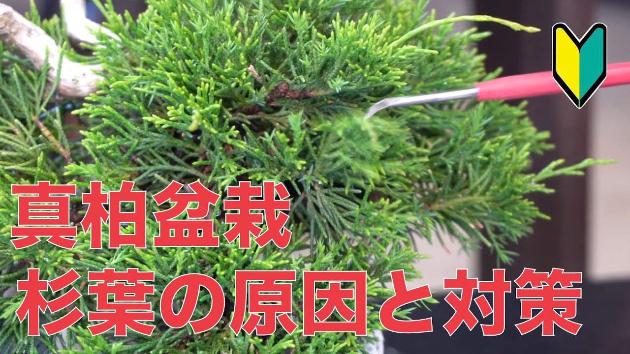 杉葉真柏の対処法 [盆栽・初心者]