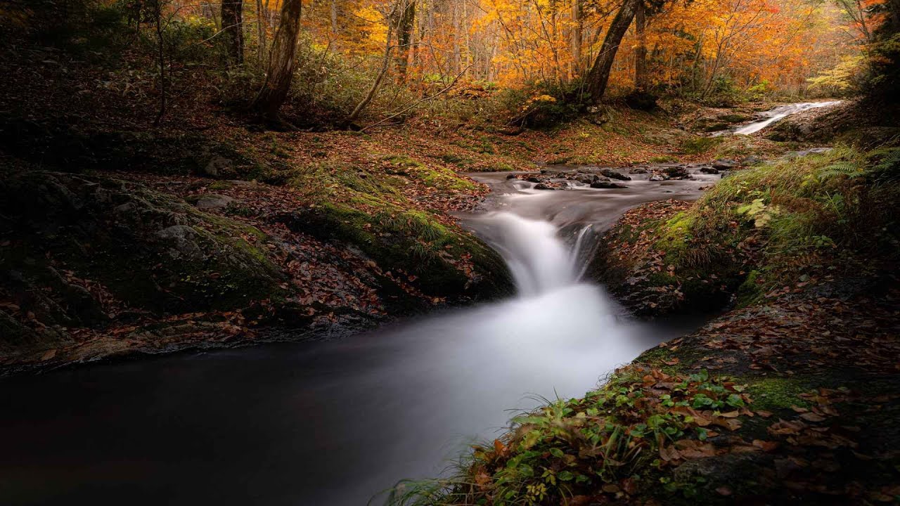 Pequeña Cascada en el Bosque de Otoño: Sonido de Agua para Dormir y Relajarse (6 Horas)