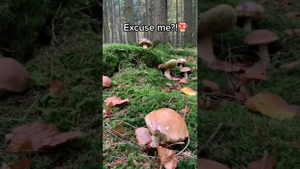 #funghi #porcini #boletus #grzyby #гриби #hribi #steinpilze #cepes #mushrooms #2023