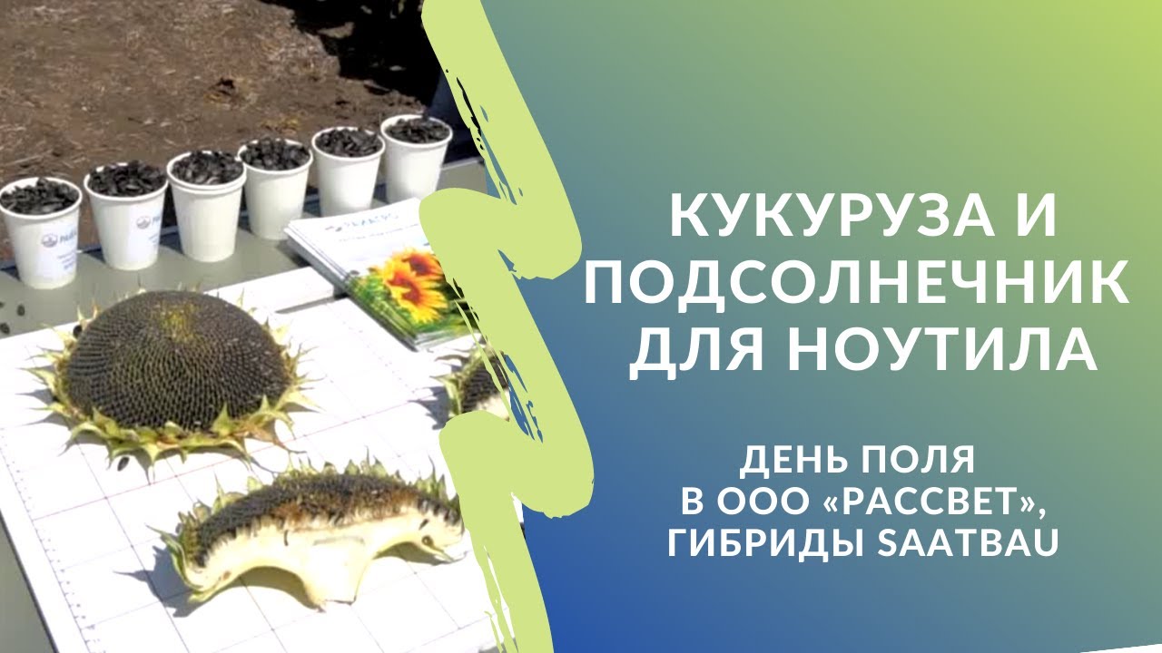 Кукуруза и подсолнечник для ноутила. День поля в ООО «Рассвет» и гибриды Saatbau