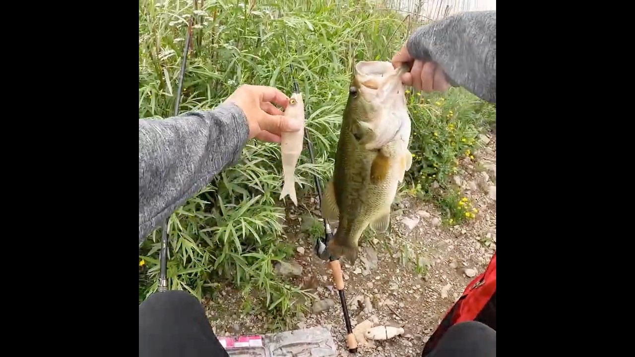Raid Osakana slide gets crushed by bass!!! #raidjapan #wisconsinfishing #bassfishing #bigbaits