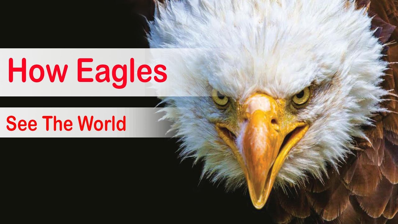 How Eagles See The World
