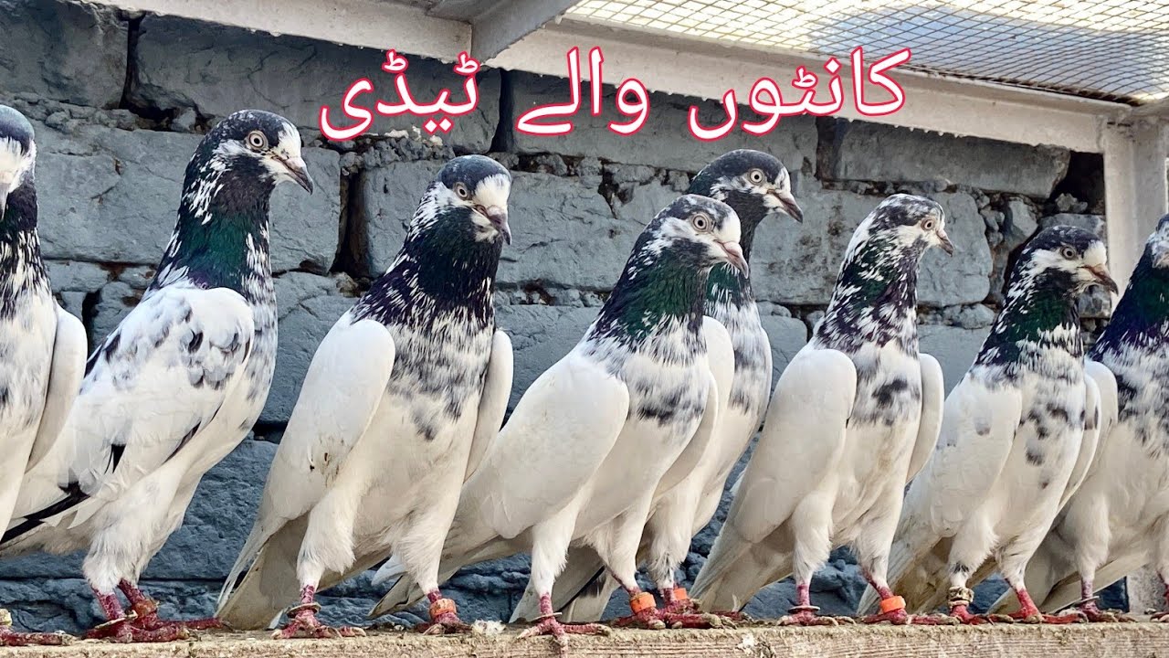 جونسرے کانٹوں والے ٹیڈی چودہری سخی محمّد بھٹی بلڈ لائن 03055681152