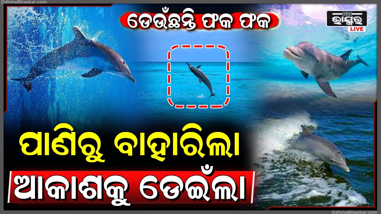 ଓଡିଶାର ହୃଦୟର ଧଡକନ ଚିଲିକାର ନୀଳ ଆକାଶ ଓ ଜଳର ମିଶ୍ରିତ ରଙ୍ଗରେ ପାଣିରୁ ବାହାରି ଫକ ଫକ ହେଇ ଆକାଶକୁ ଡେଇଁଲା