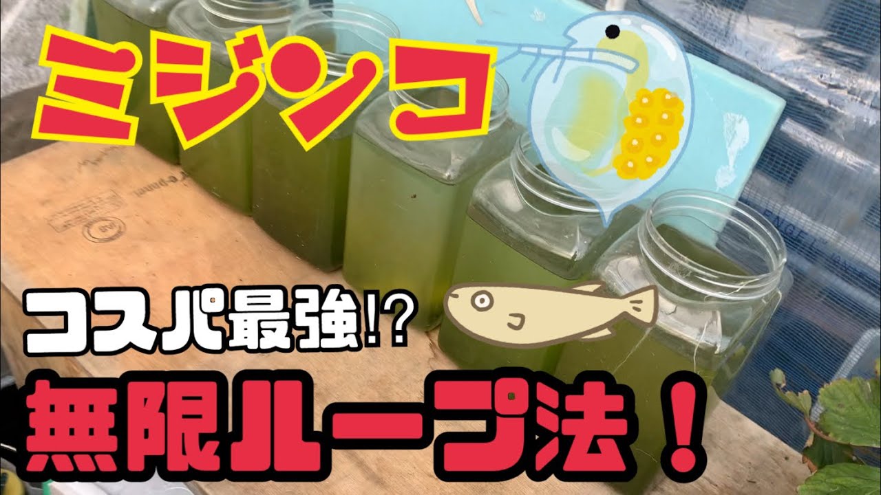 【ミジンコ】コスパ最強な培養方法！～〇〇を使って無限ループへ～【メダカ飼育】