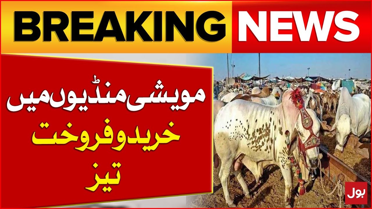 Maweshi Mandi Prices Updates | Eid al-Adha 2025 | Cow Market Latest Updates | Breaking News