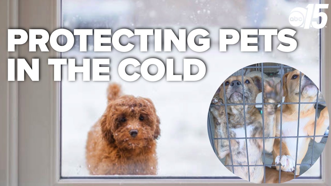 Protecting your pets during a winter storm