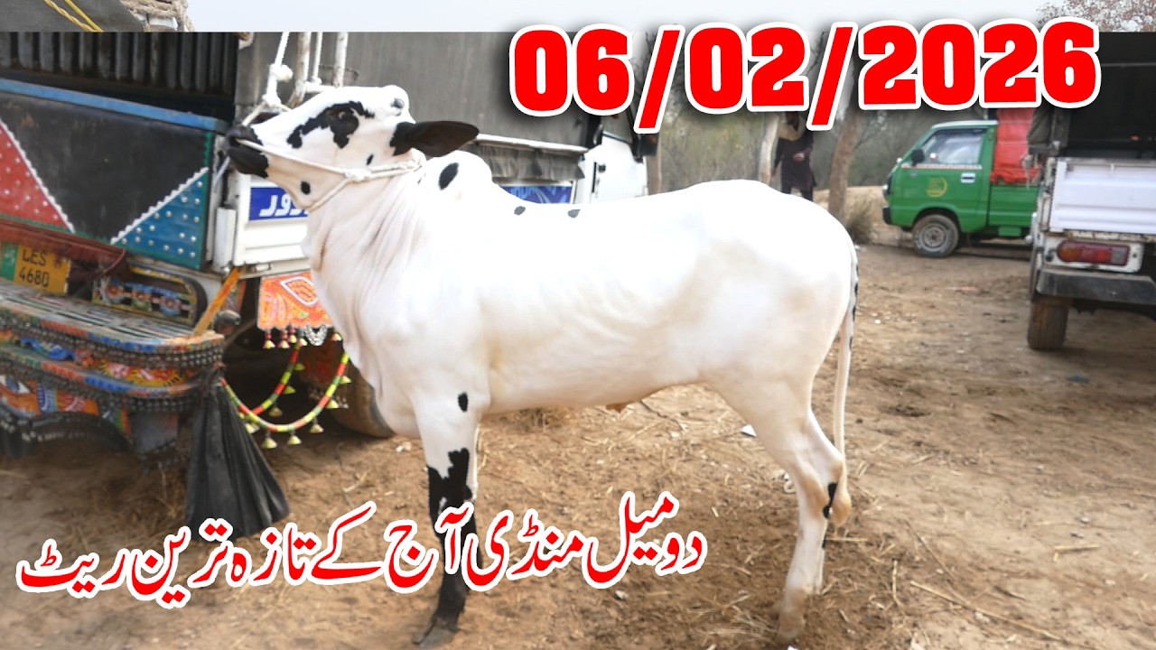 Today Domail Mandi Fatehjang Rate’s update06/Feb2026-Part04Sunny Video Fateh Jang Cow Mandi 2026