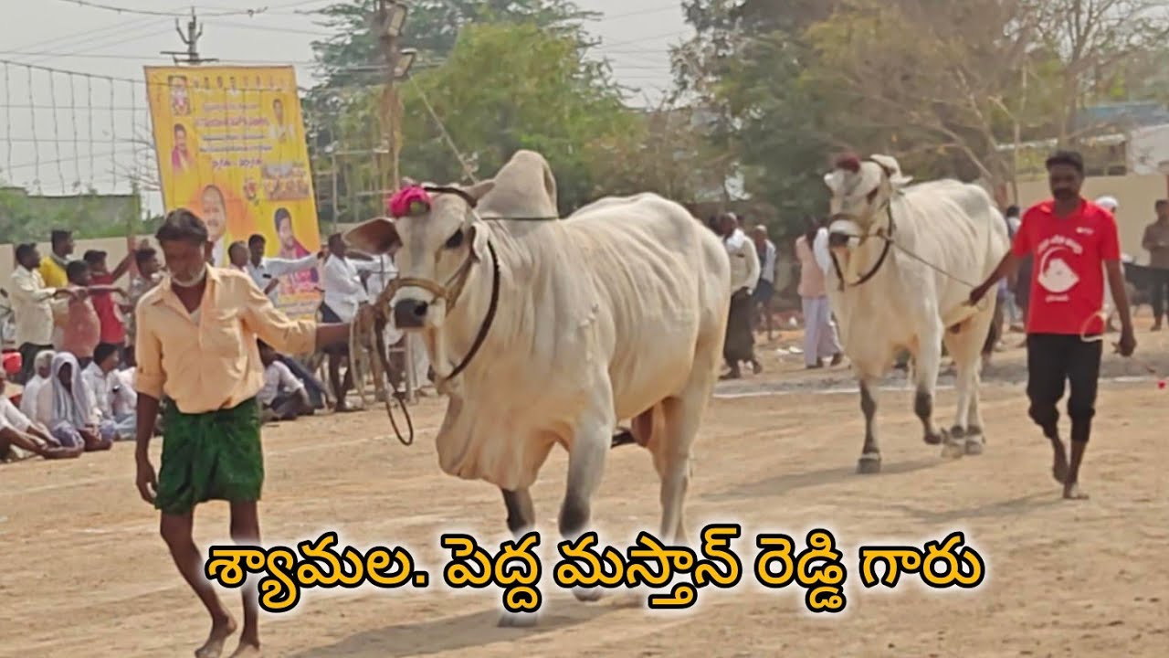 ఆకుల గణపవరం న్యూకేటగిరి 8వ శ్యామాల. పెద్దమస్తాన్ రెడ్డి గారు గంగవరం గ్రామం బాపట్ల జిల్లా...