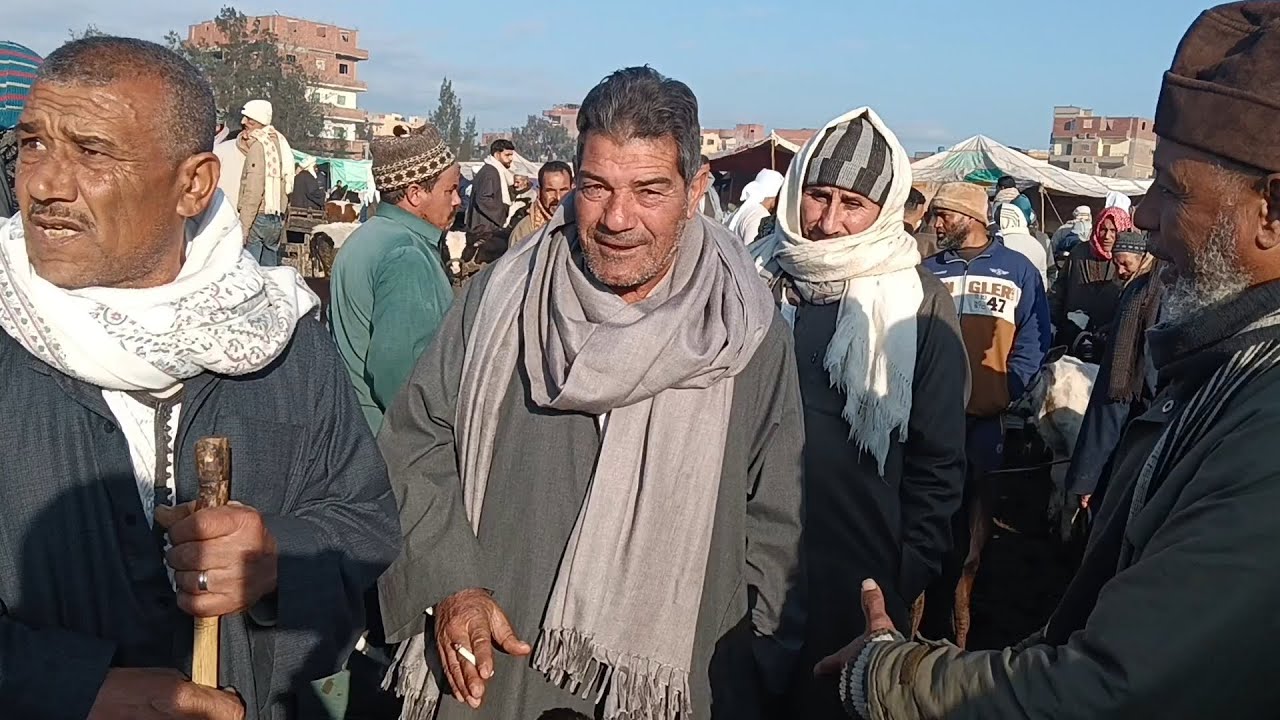 اسعار العجلات البقرى القنيه ( سوق سيدى سالم)٢٠٢٥/١/١١