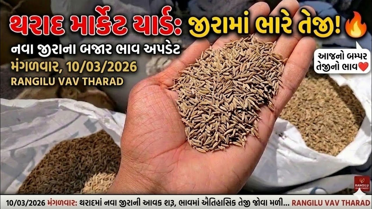 થરાદ માર્કેટ યાર્ડ: નવા જીરાના ભાવ | Tharad APMC | jeera na bhav
