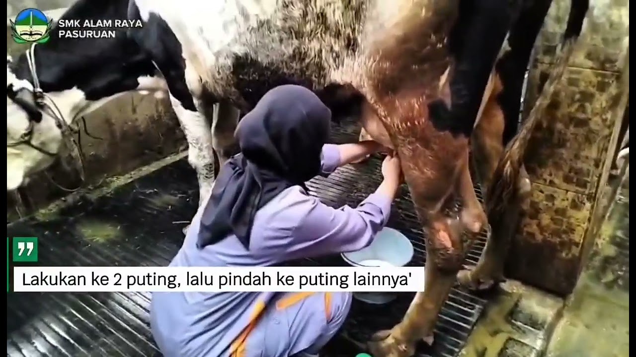 TUGAS LSP_VIDEO PEMERAHAN SECARA MANUAL_Nabilatus Solikha_SMK ALAM RAYA_2026