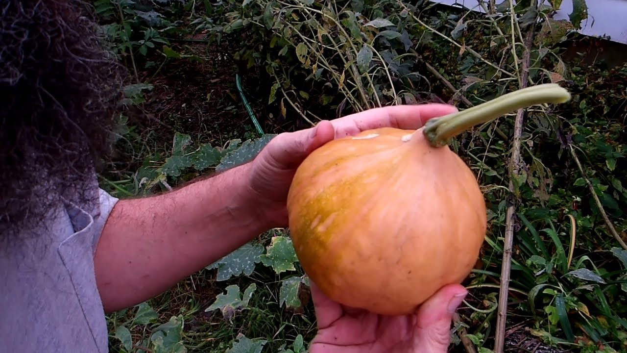When Pumpkins Ripen