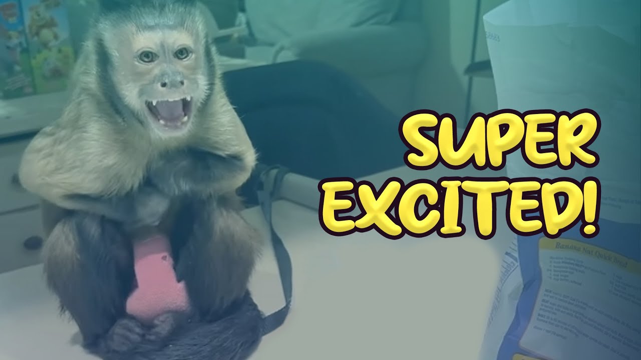 УГАДАЙТЕ, КТО ПРИШЁЛ! 🐒😍🎉