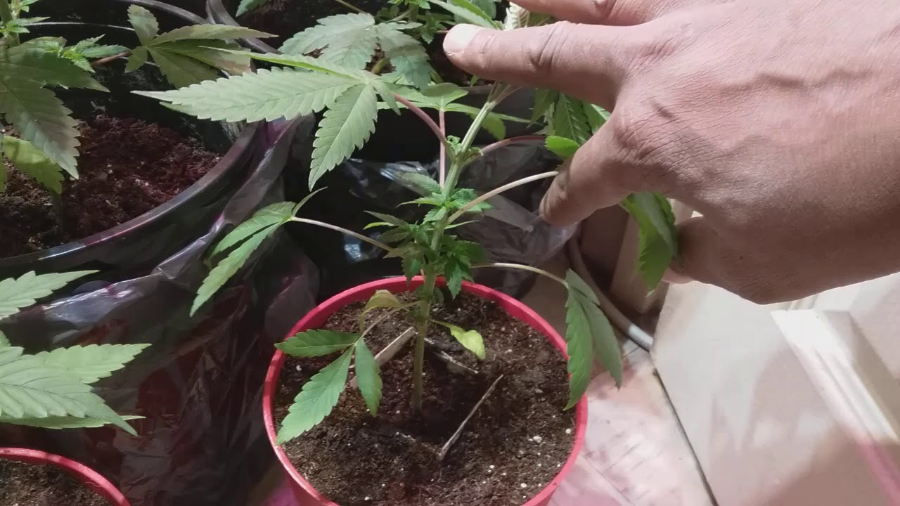Indoor Cannabis Garden: (veg closet update)